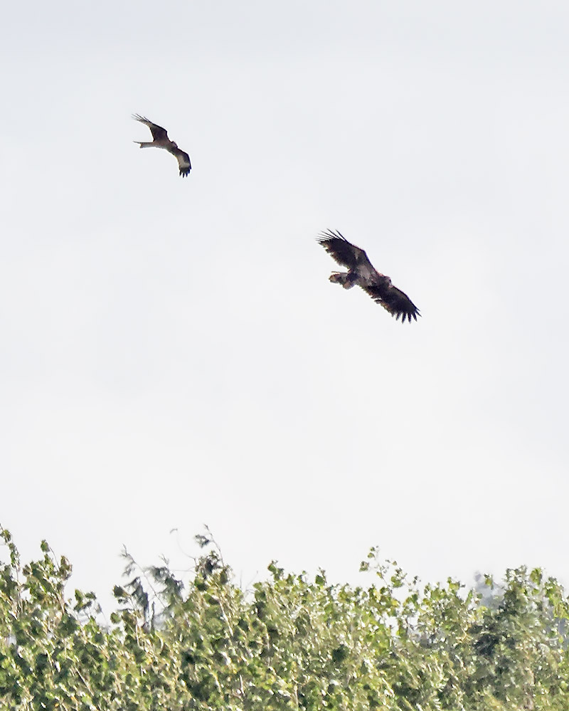 white-tailed eagle and red kite